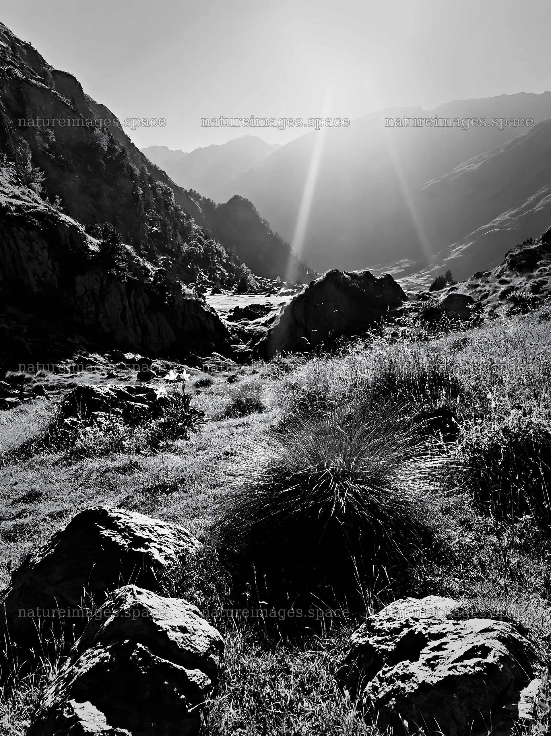 Climate-resilient meadow with rocky terrain and mountains – nature images 6866x9174
