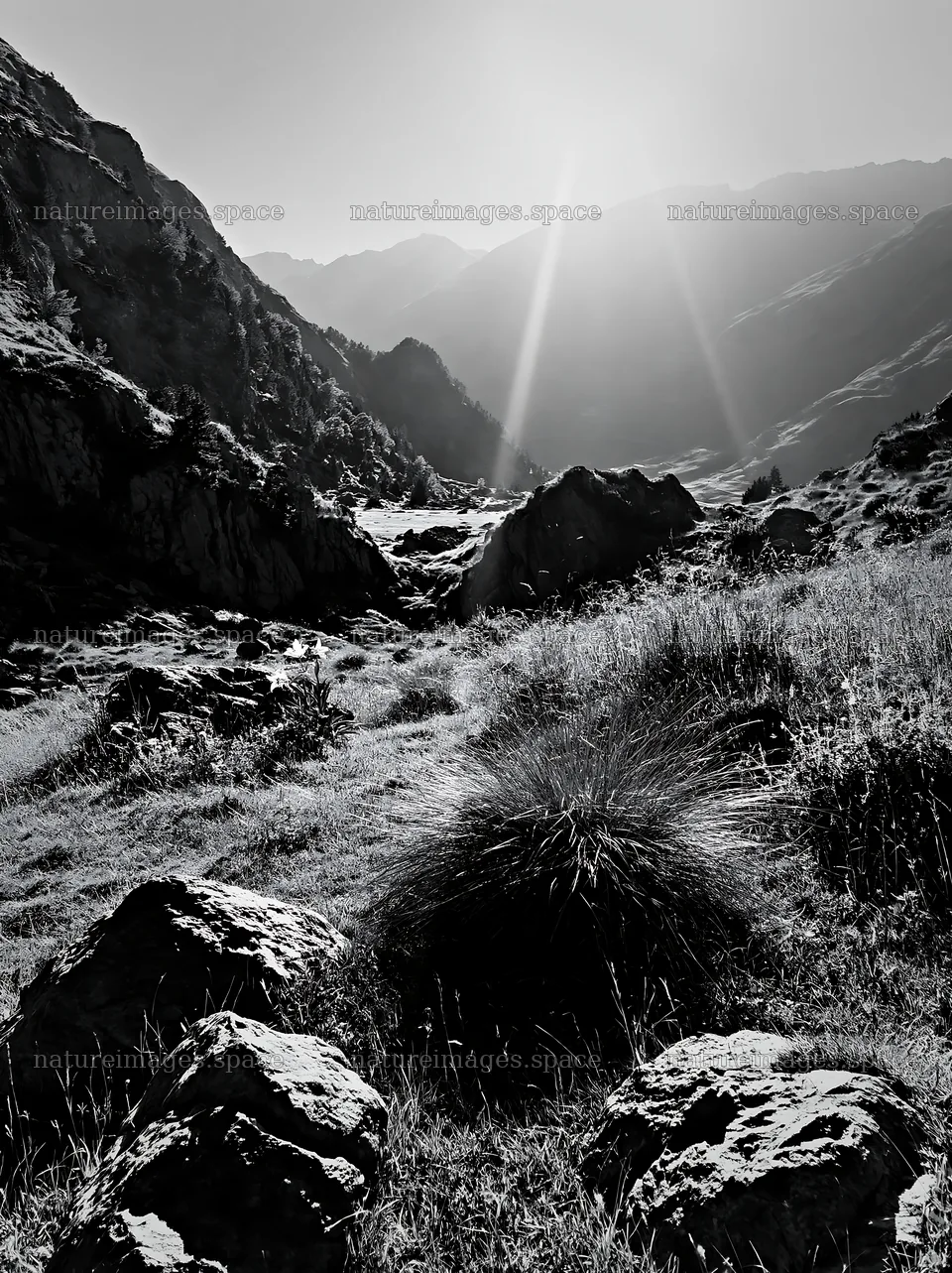 Climate-resilient meadow with rocky terrain and mountains – nature images 6866x9174