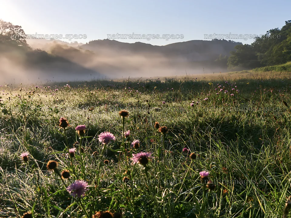 Meadow with knapweed in morning light – nature images 9174x6866