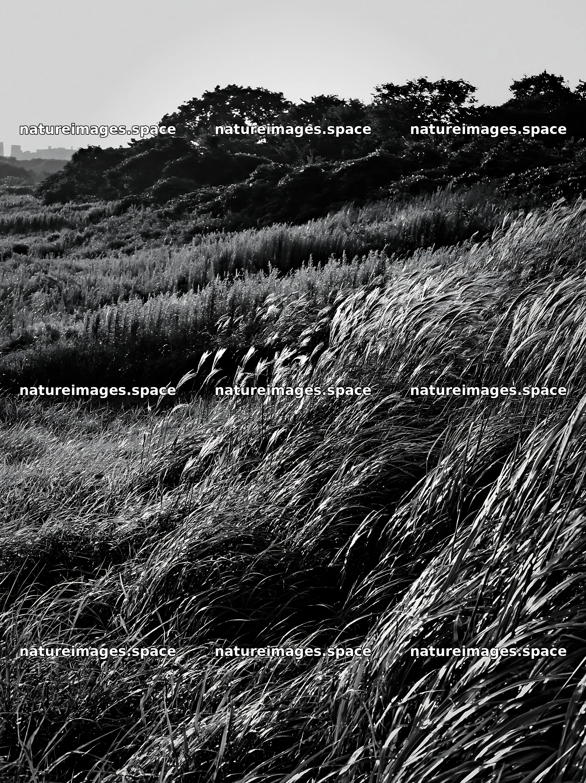 Tokyo urban biodiversity meadow with seedheads on a sunny day – nature images 6866x9174
