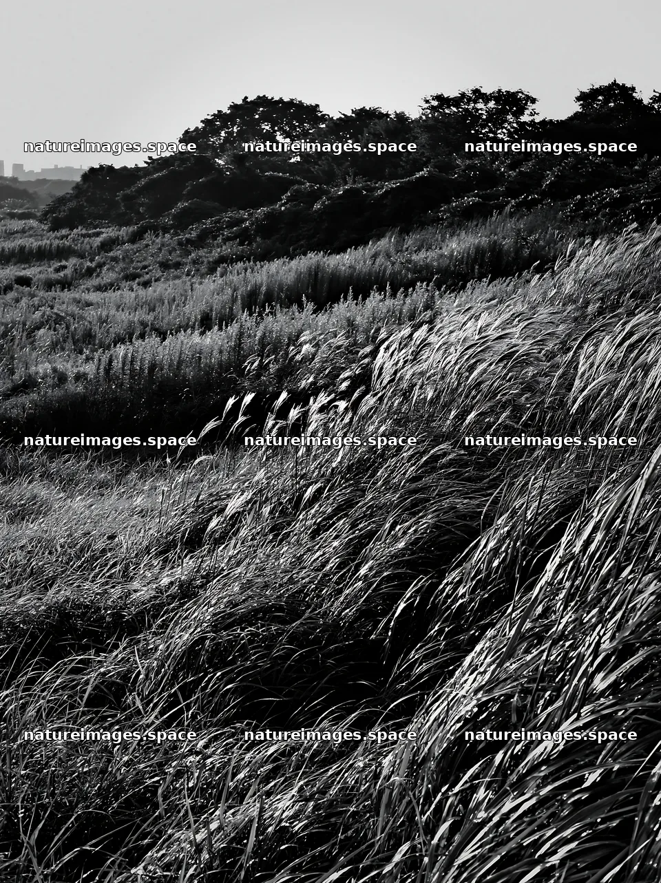 Tokyo urban biodiversity meadow with seedheads on a sunny day – nature images 6866x9174