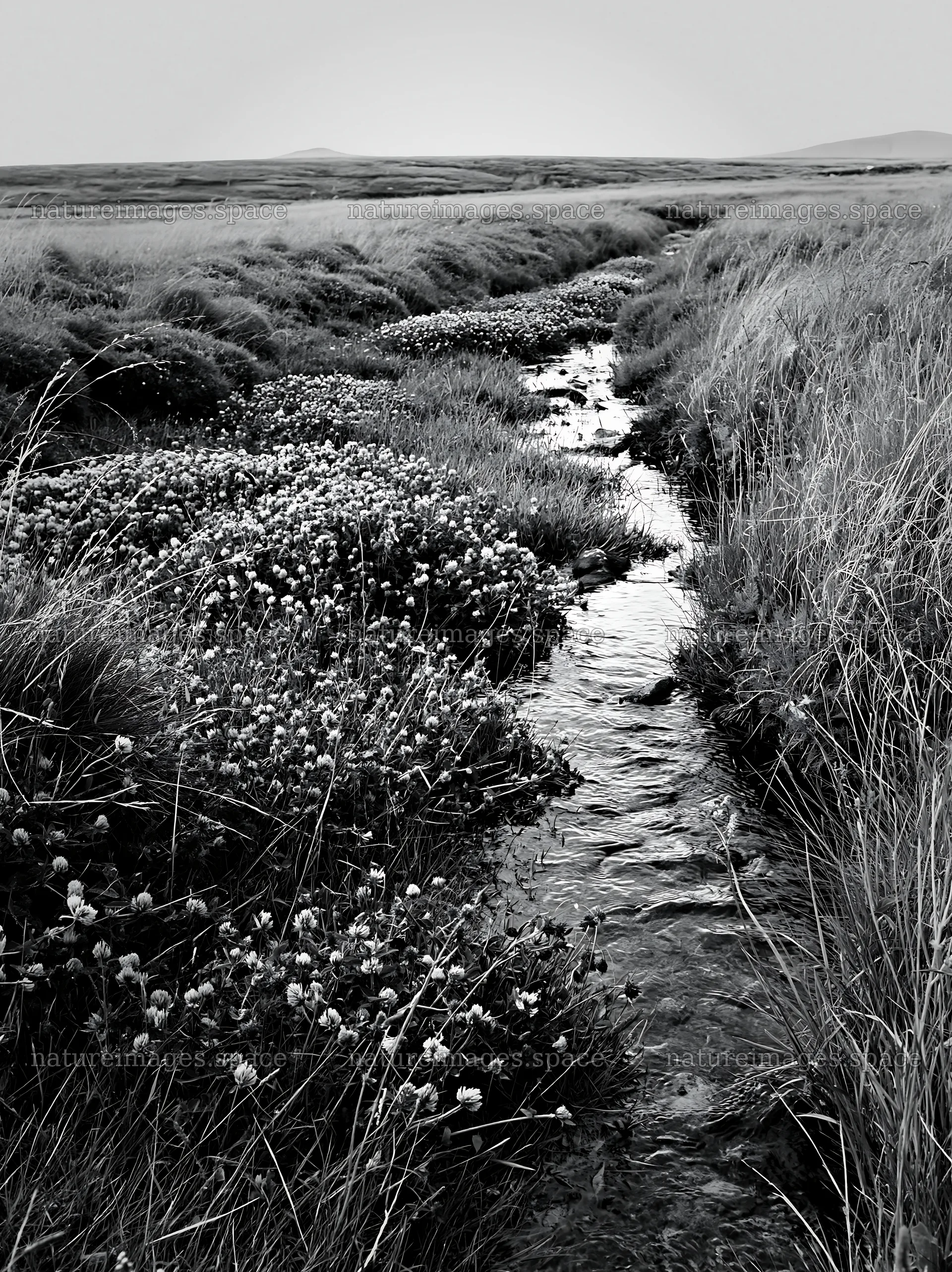 High contrast meadow with a natural watercourse and flowers – nature images 6866x9174
