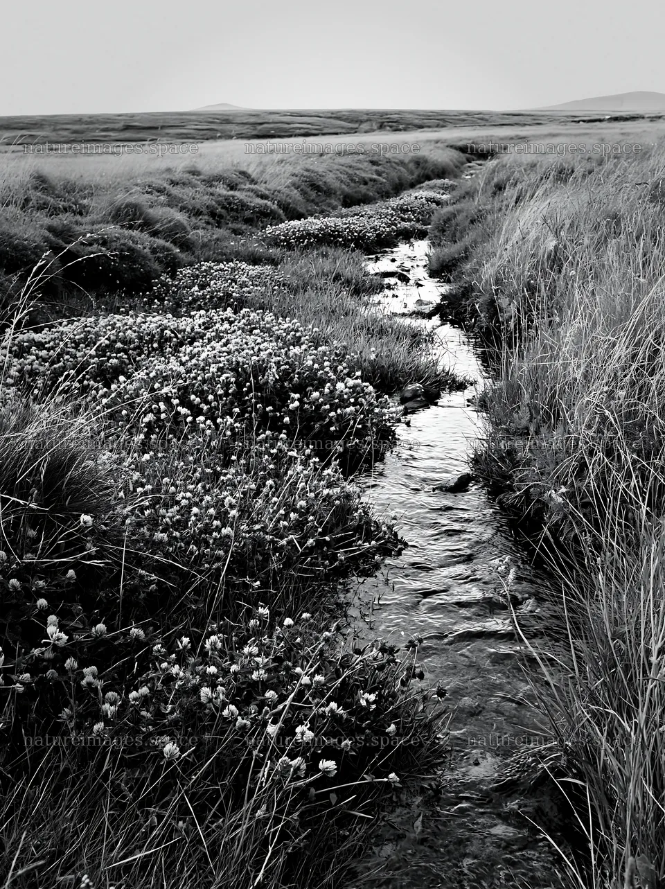 High contrast meadow with a natural watercourse and flowers – nature images 6866x9174