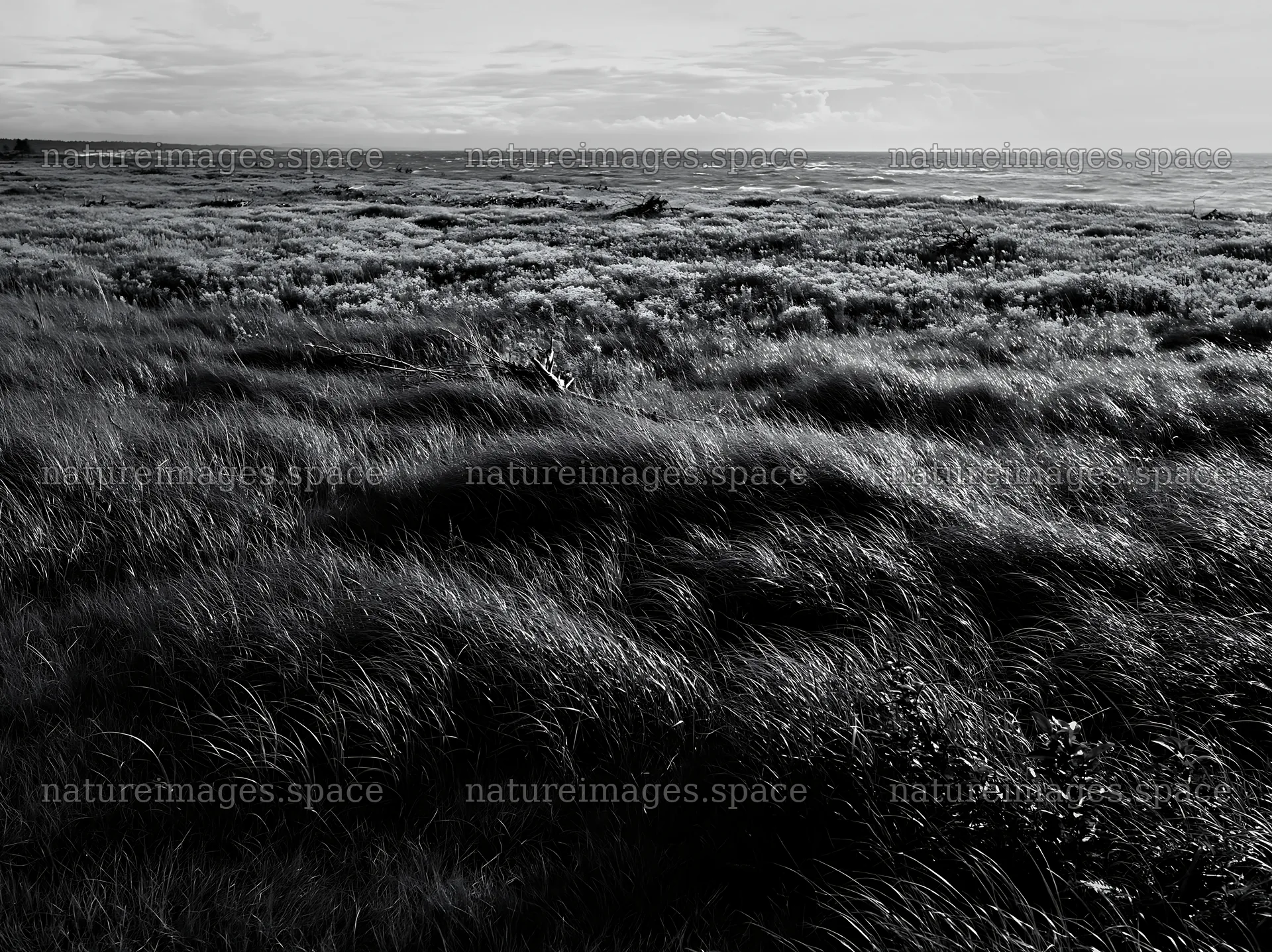 Ishikawa coastal meadow storm washed driftwood in grassy area – nature images 9174x6866