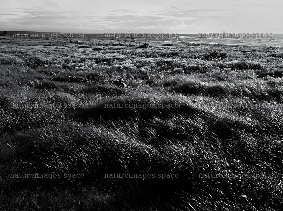 Ishikawa coastal meadow storm washed driftwood in grassy area – nature images 9174x6866