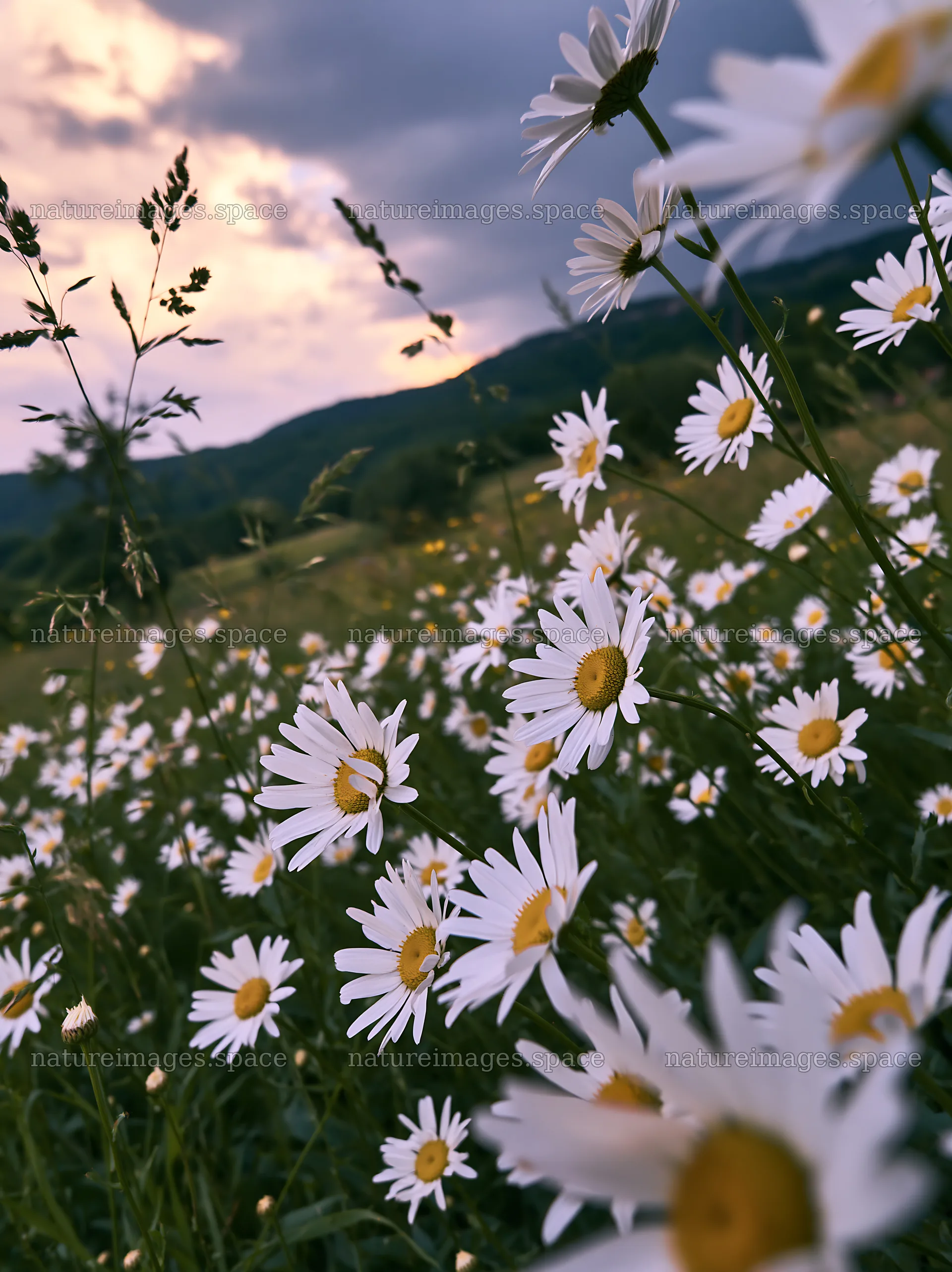 Daisy flowers in an apple meadow at sunset – nature images 6866x9174