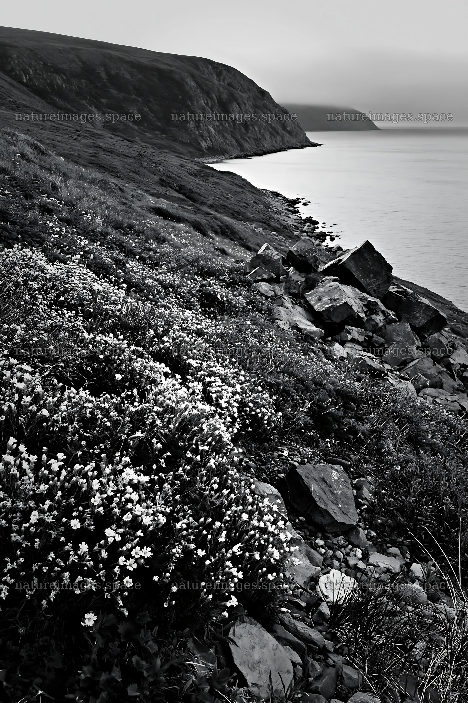 Meadow along the coast with rocky shoreline and ocean view – nature images 6480x9722