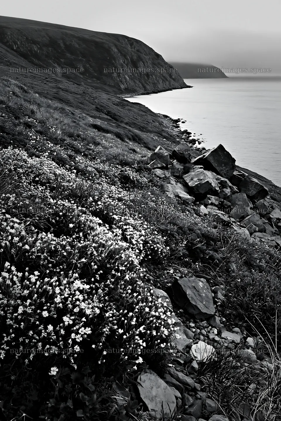 Meadow along the coast with rocky shoreline and ocean view – nature images 6480x9722