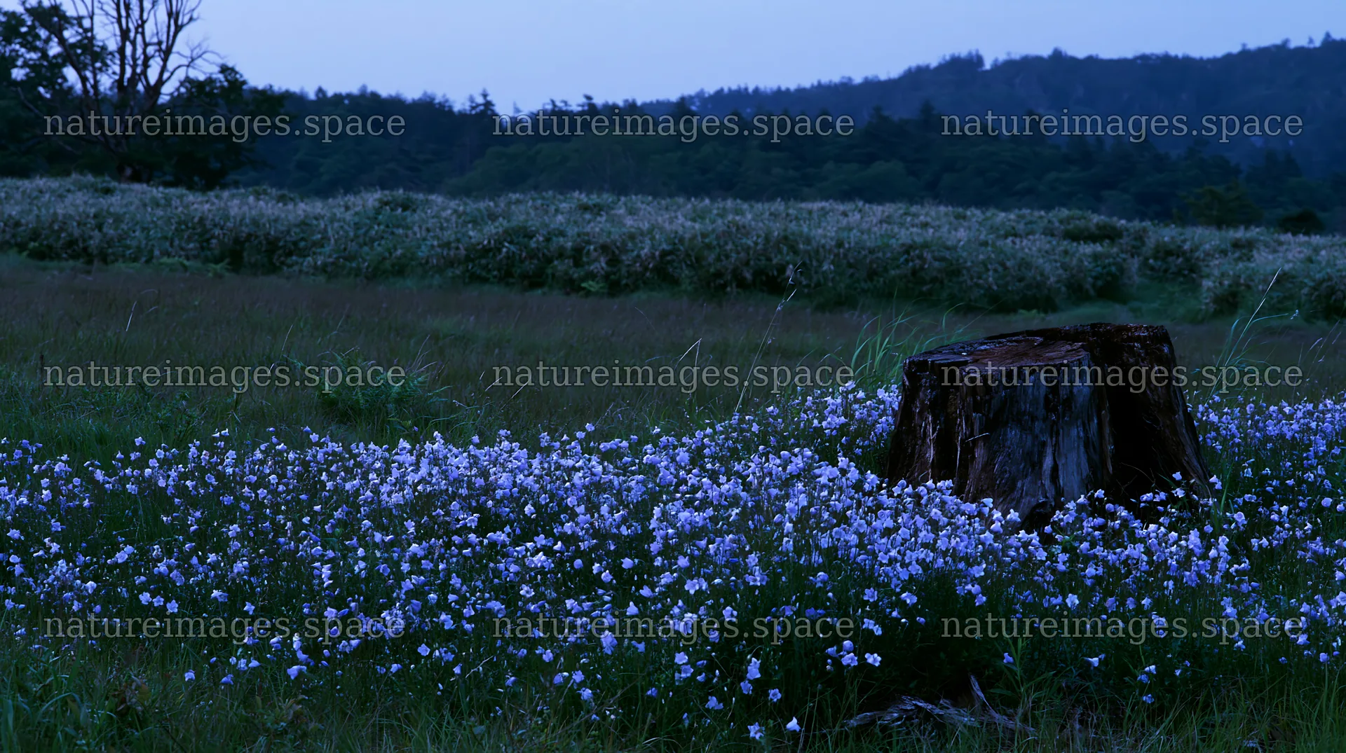 Fukushima native meadow with weathered stump – nature images 10608x5938