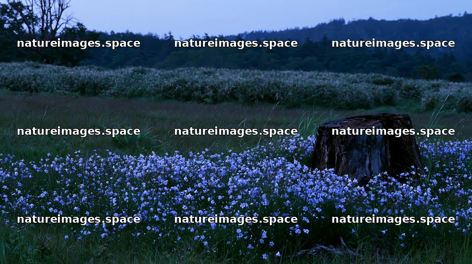 Fukushima native meadow with weathered stump – nature images 10608x5938
