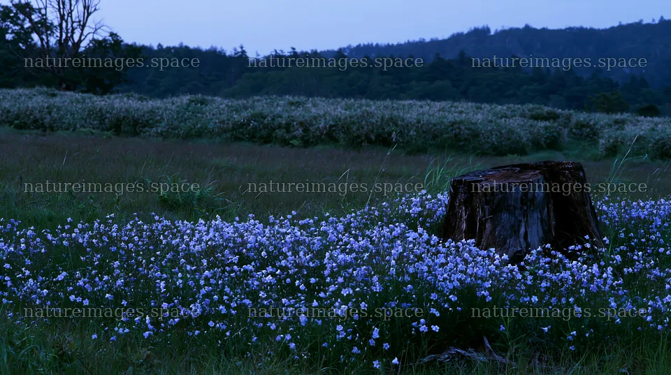 Fukushima native meadow with weathered stump – nature images 10608x5938