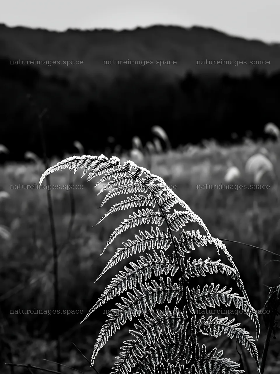 Tokushima mountain meadow fern frond in foreground – nature images 6866x9174