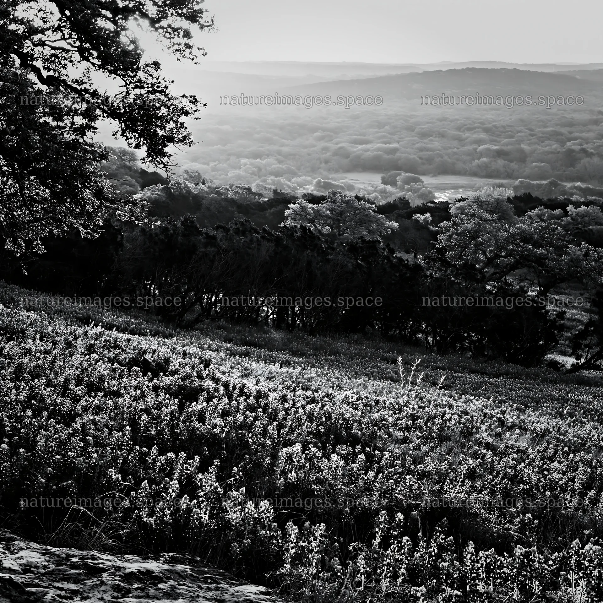 Bluebonnet meadow at sunrise with distant hills and trees – nature images 7938x7938