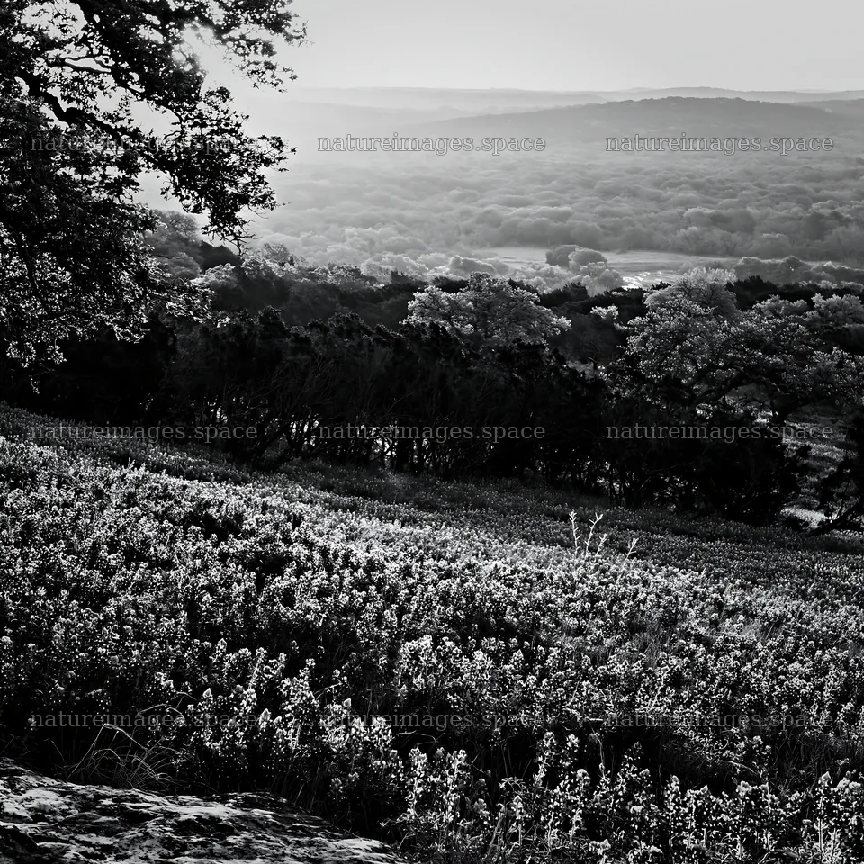 Bluebonnet meadow at sunrise with distant hills and trees – nature images 7938x7938