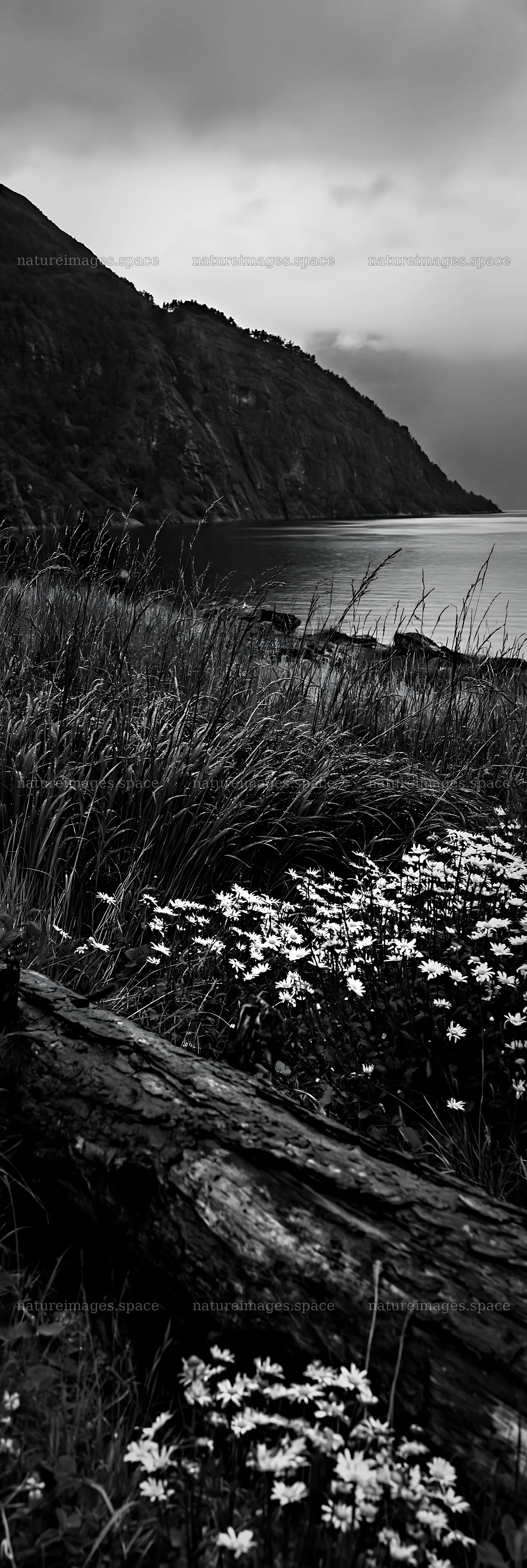 Weathered log near flowers on a meadow by the shore – nature images 4602x13690