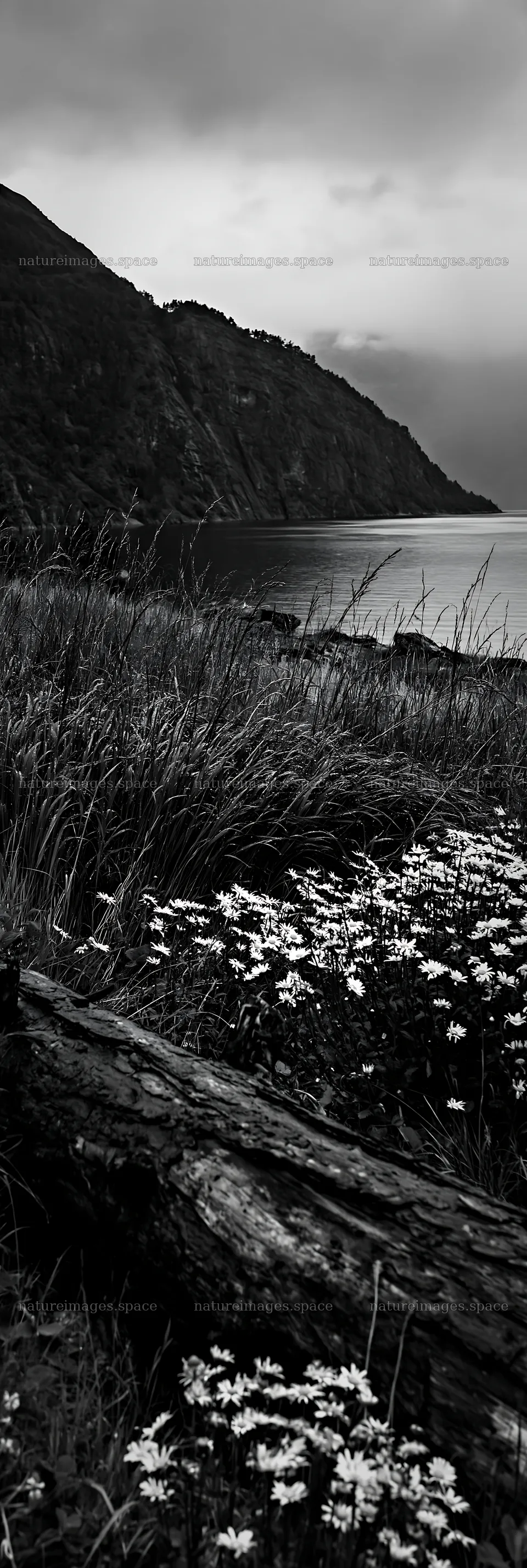 Weathered log near flowers on a meadow by the shore – nature images 4602x13690