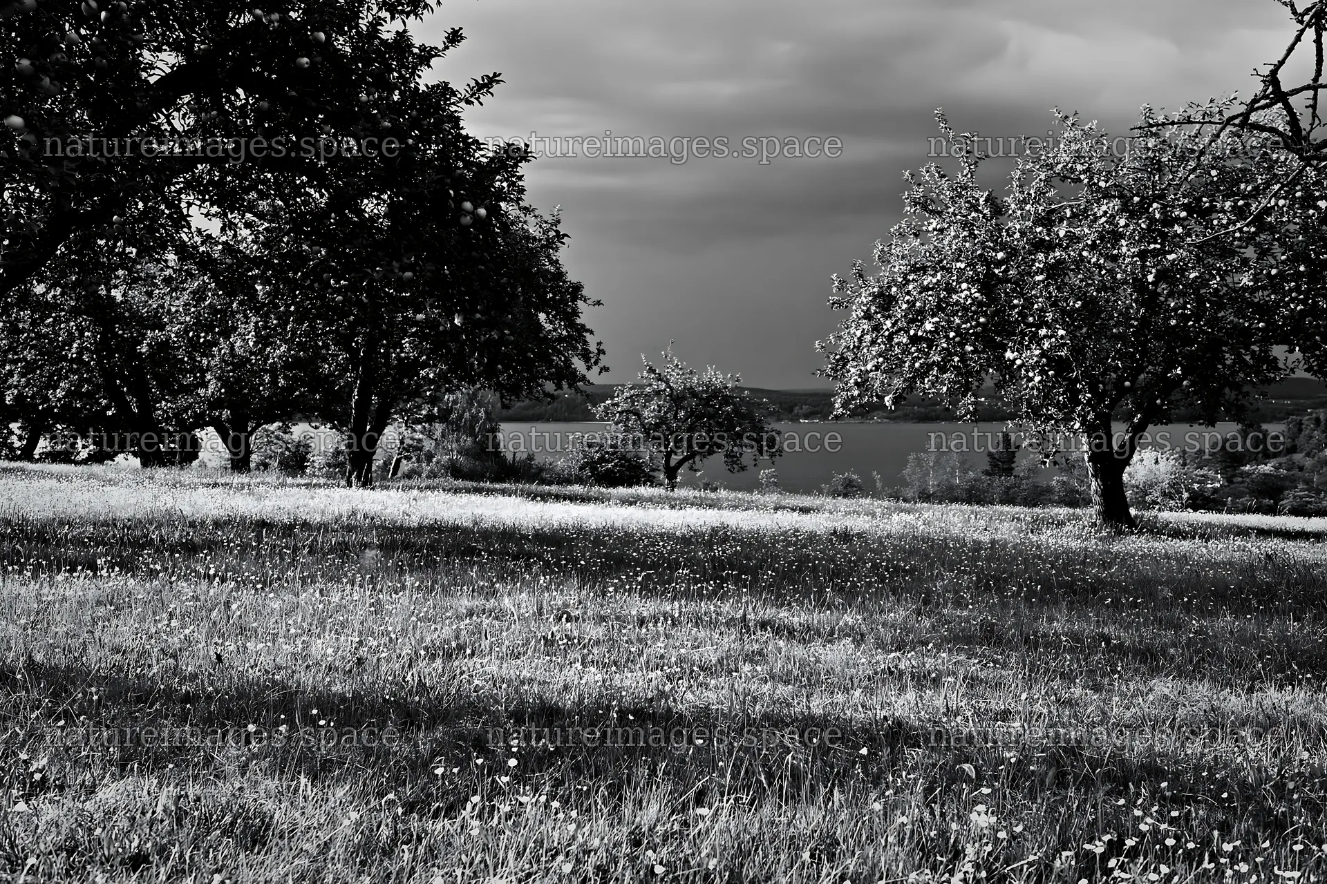 Lakeside orchard meadow with green grass and trees – nature images 9722x6480