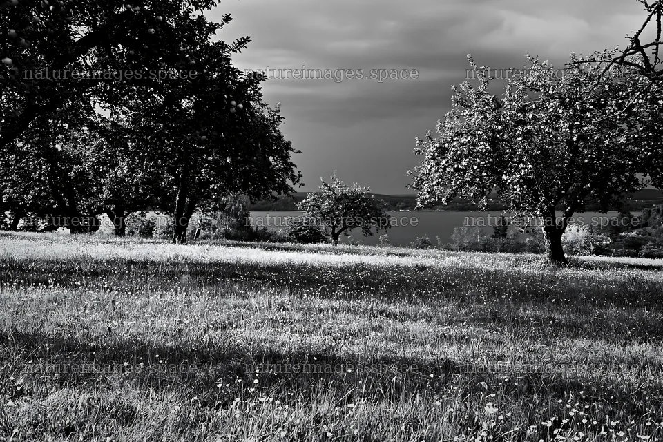 Lakeside orchard meadow with green grass and trees – nature images 9722x6480