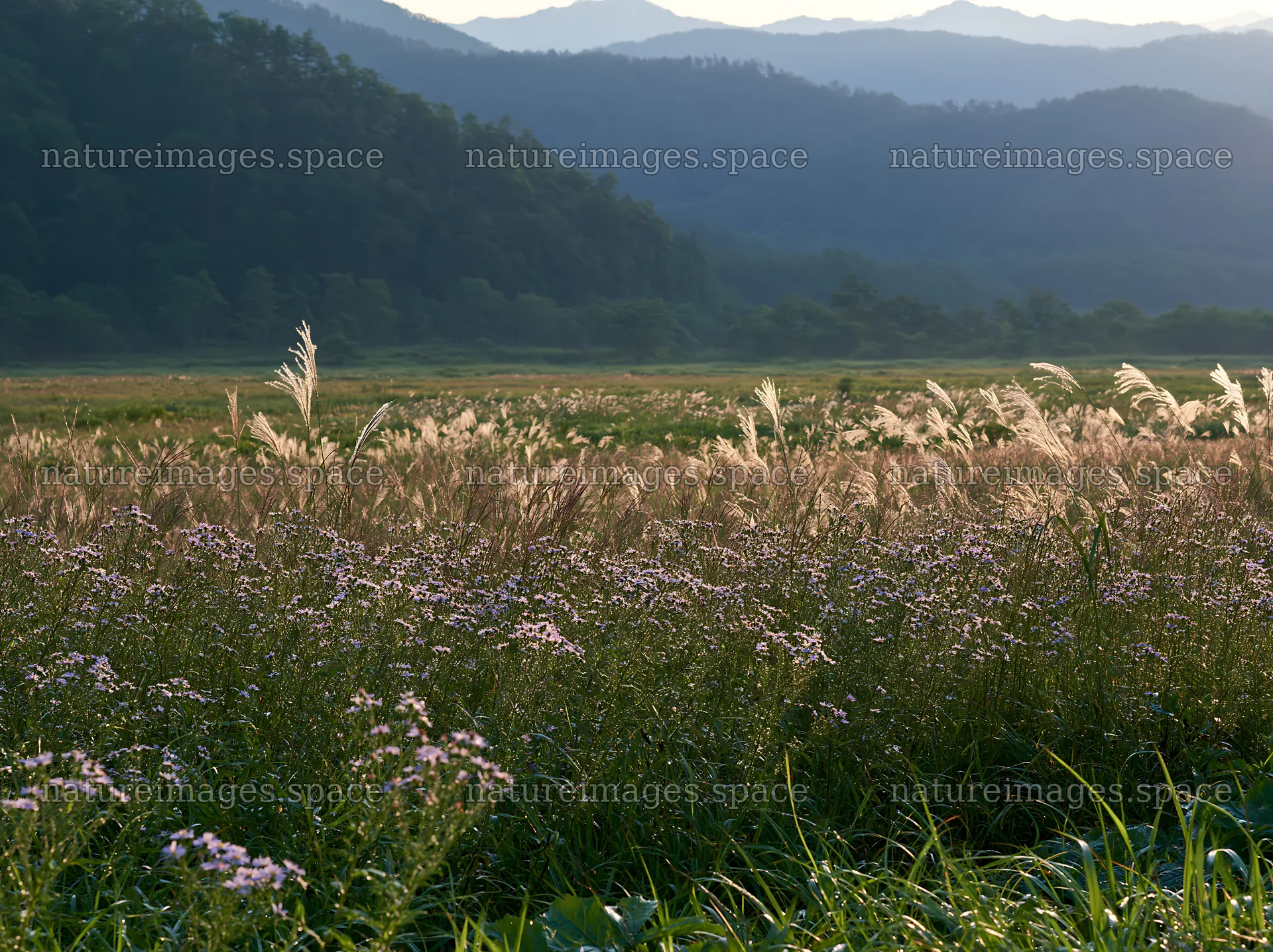Biodiverse Nagano silver grass meadow at dawn – nature images 9174x6866