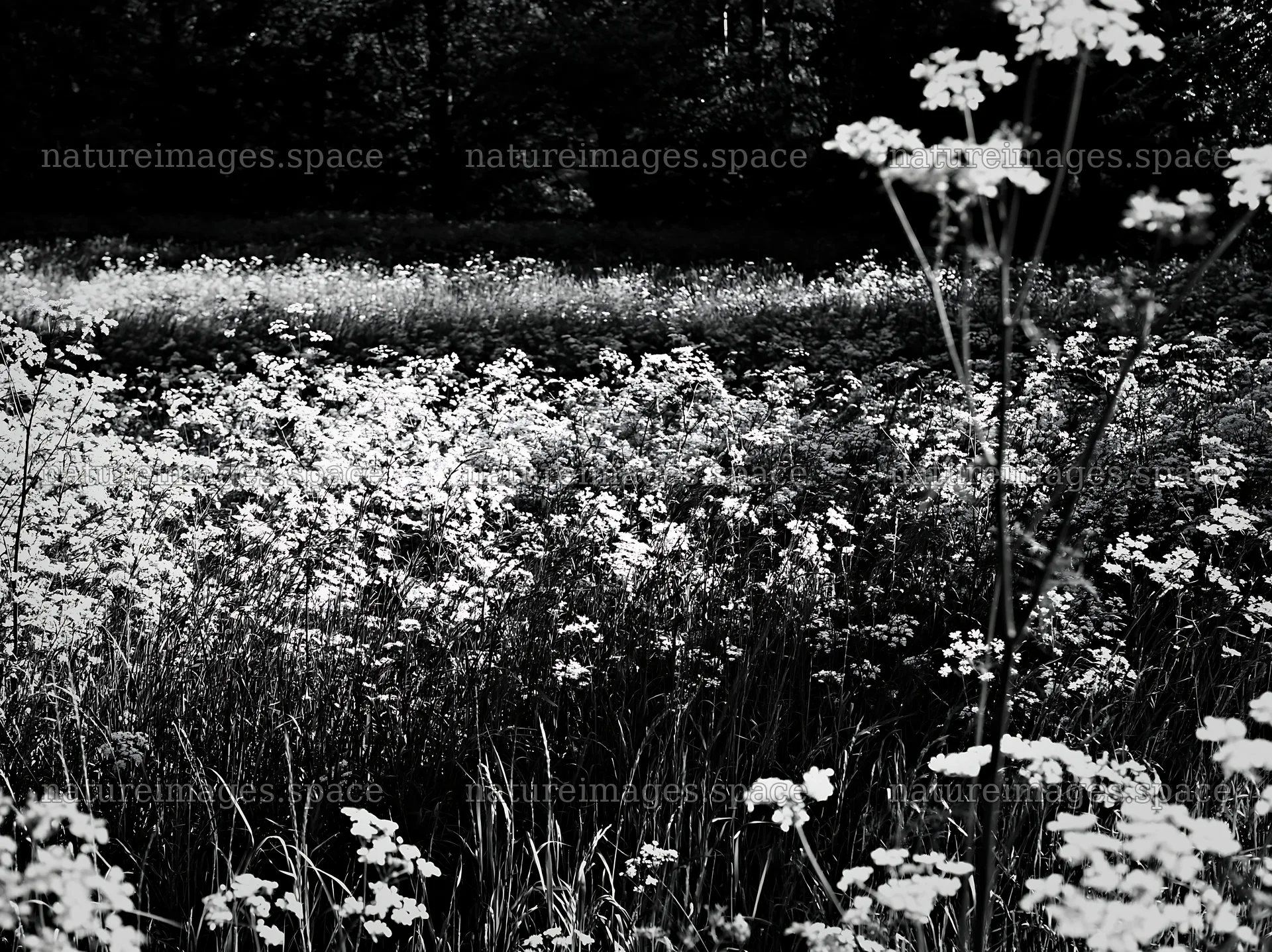 Cow parsley meadow in black and white photo composition – nature images 9174x6866
