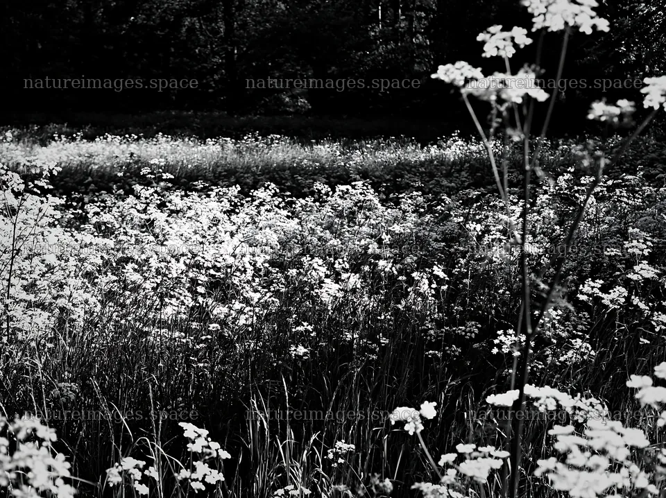 Cow parsley meadow in black and white photo composition – nature images 9174x6866