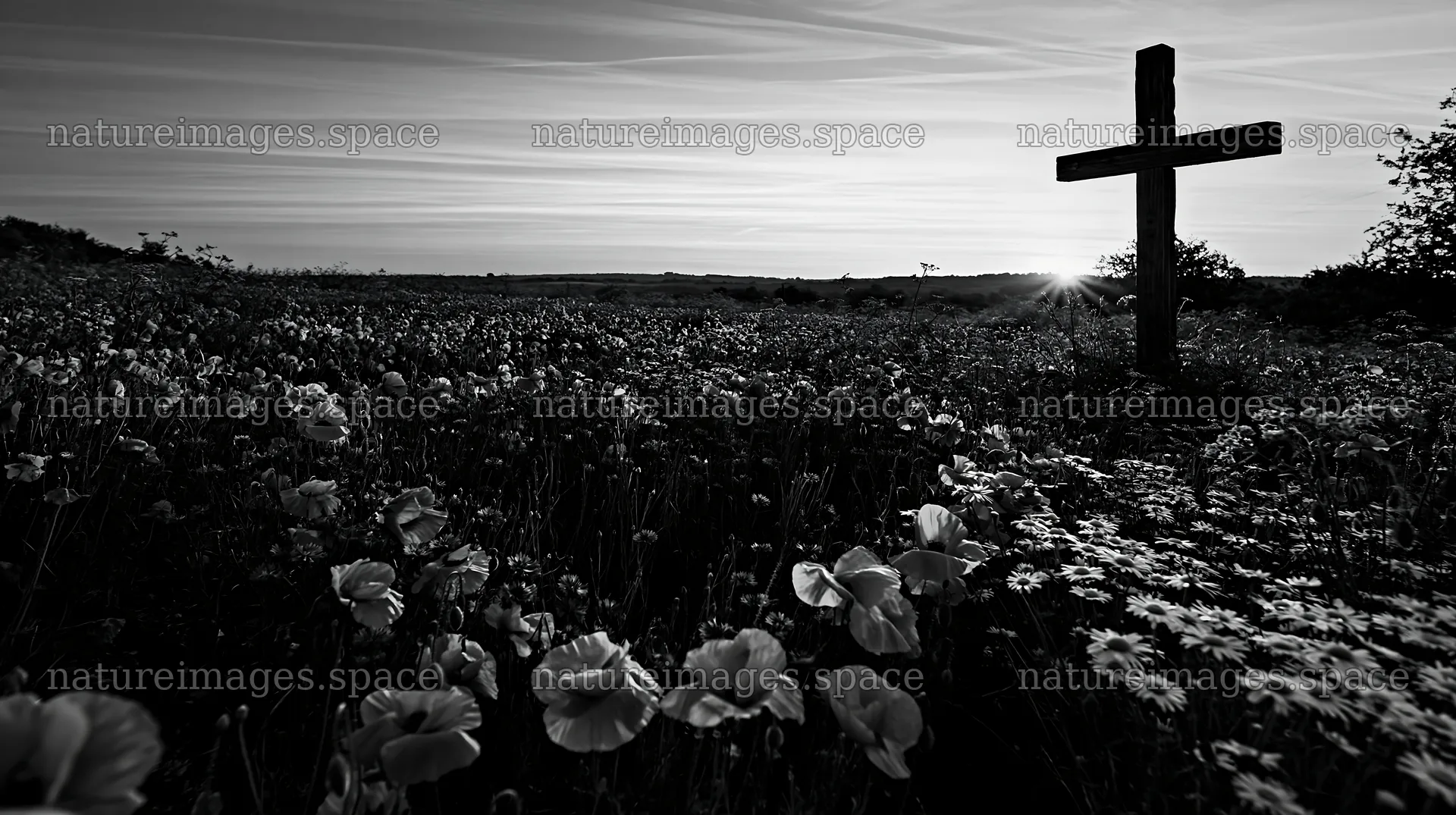 Christian cross in meadow at sunrise – nature images 10608x5938