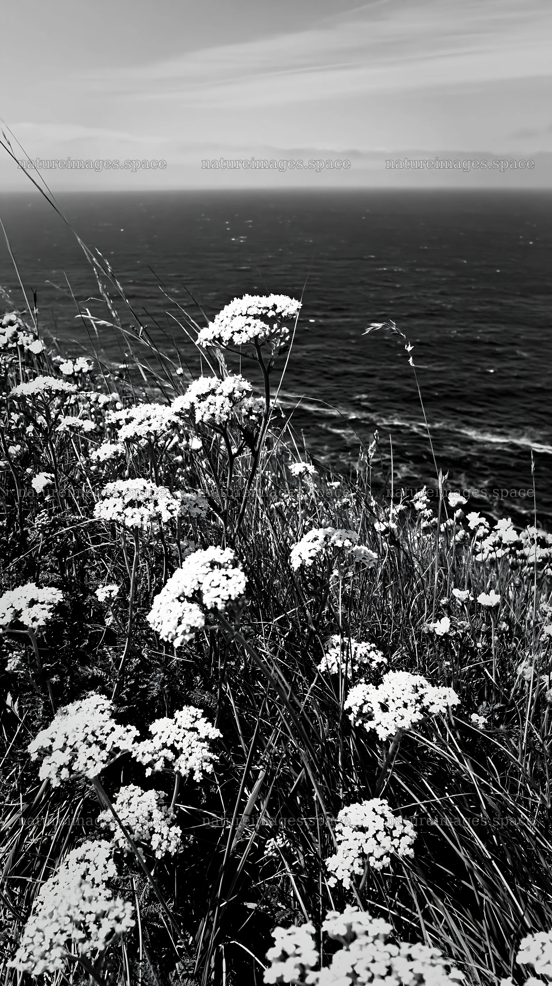 Yarrow meadow bloom near the coast with ocean view – nature images 5938x10608