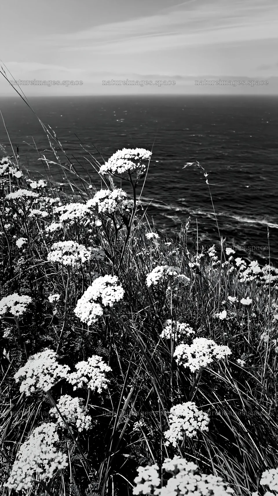 Yarrow meadow bloom near the coast with ocean view – nature images 5938x10608