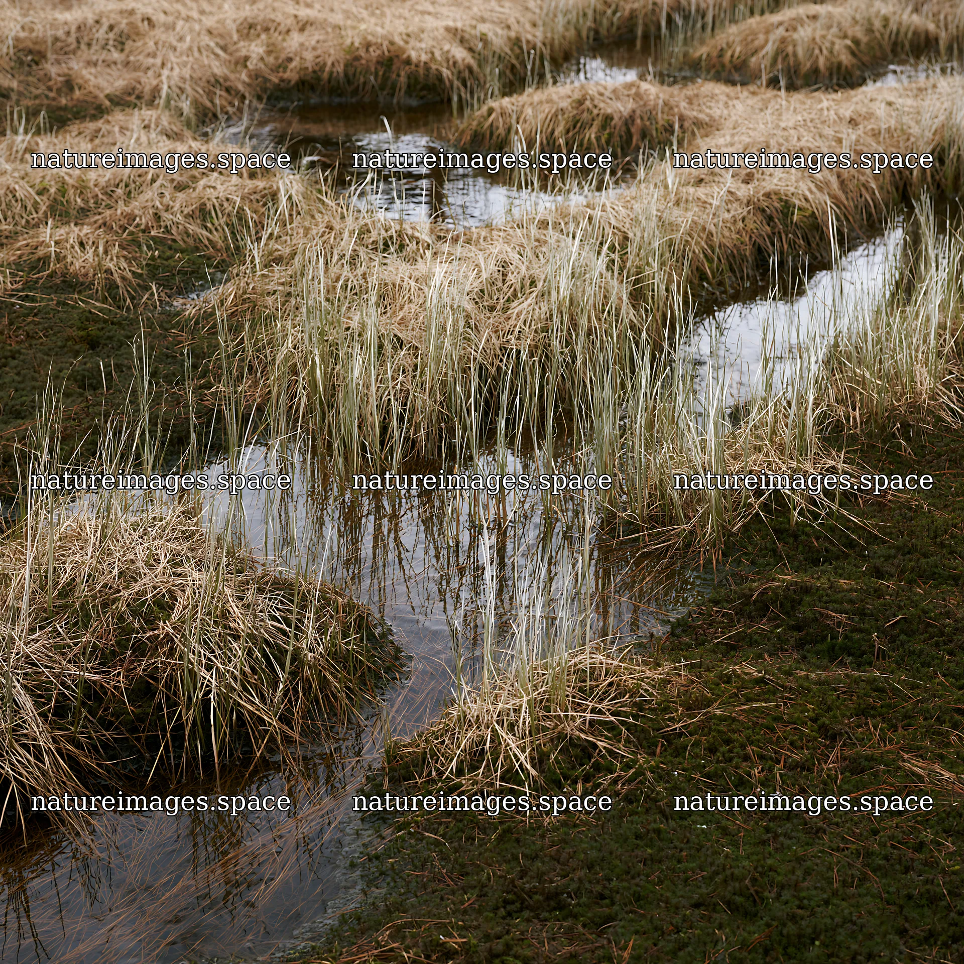 Akita snowmelt meadow with silver grasses in a natural setting – nature images 7938x7938