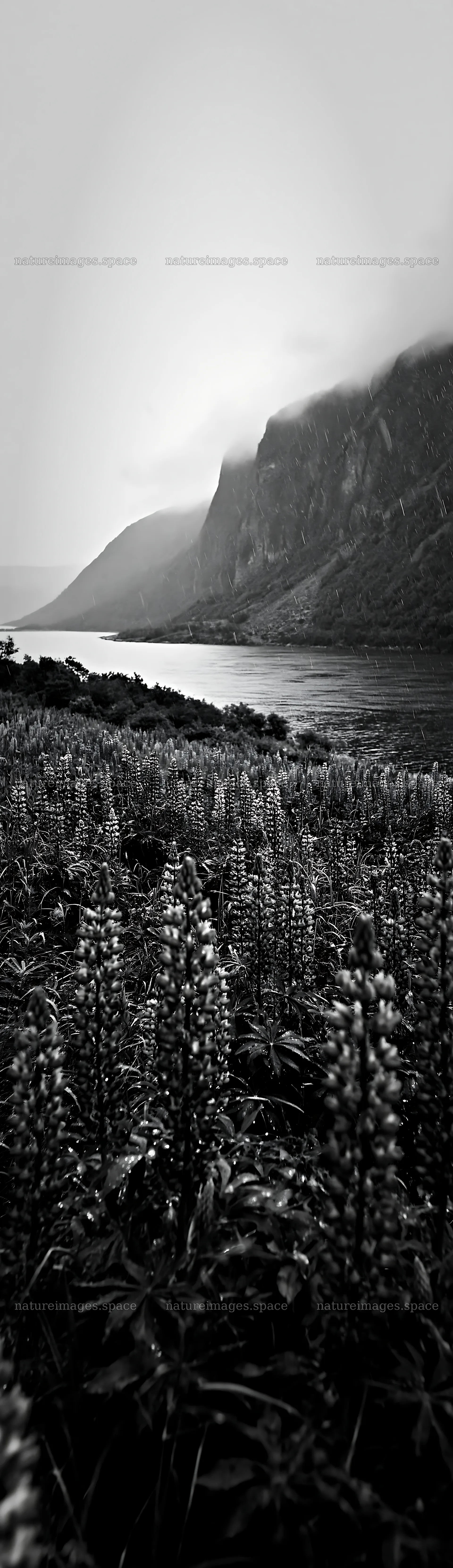 Colorful lupine meadow with mountains and a river – nature images 4268x14762