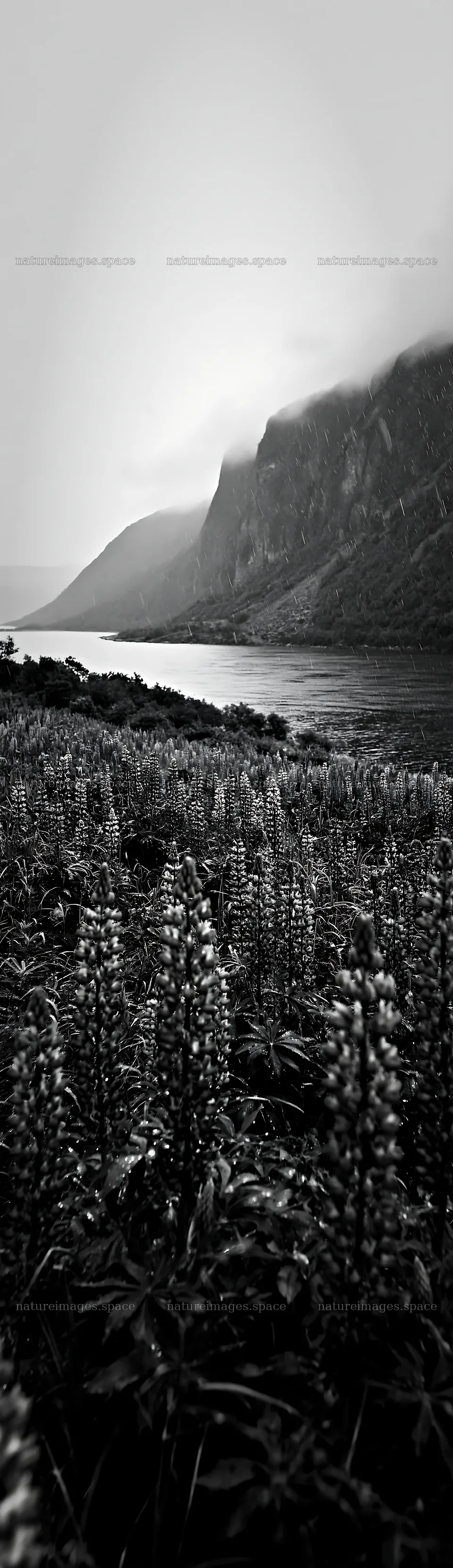 Colorful lupine meadow with mountains and a river – nature images 4268x14762