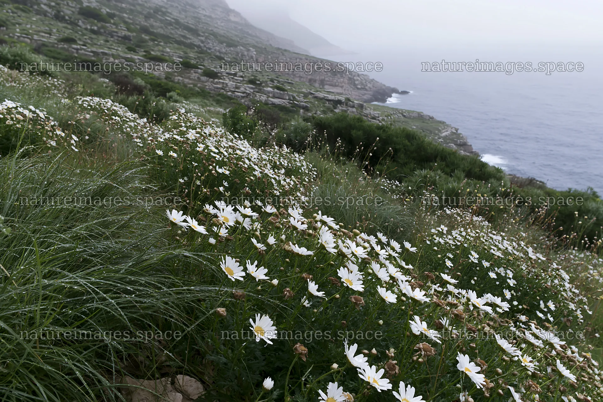 Wildflowers in Italian meadow along rocky coast – nature images 9722x6480