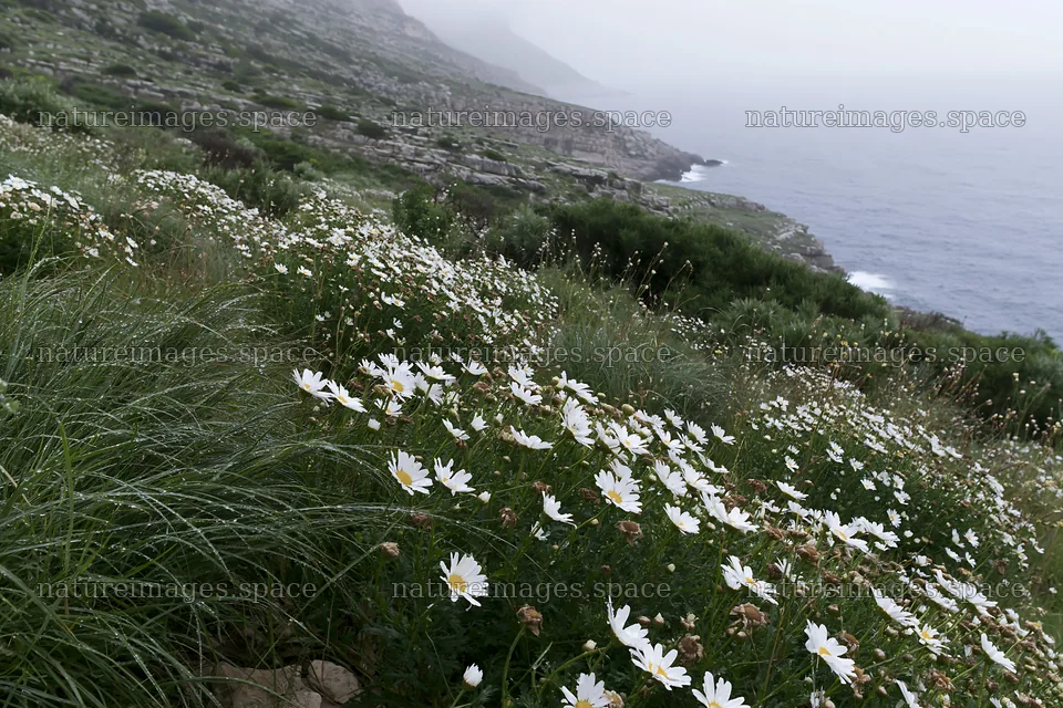 Wildflowers in Italian meadow along rocky coast – nature images 9722x6480
