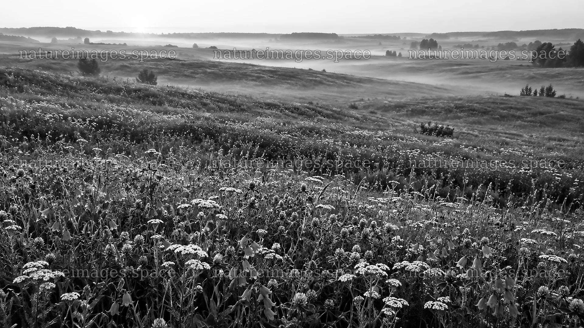 Wildflower Meadow and Morning Mist in Black and White – nature images 10324x5812