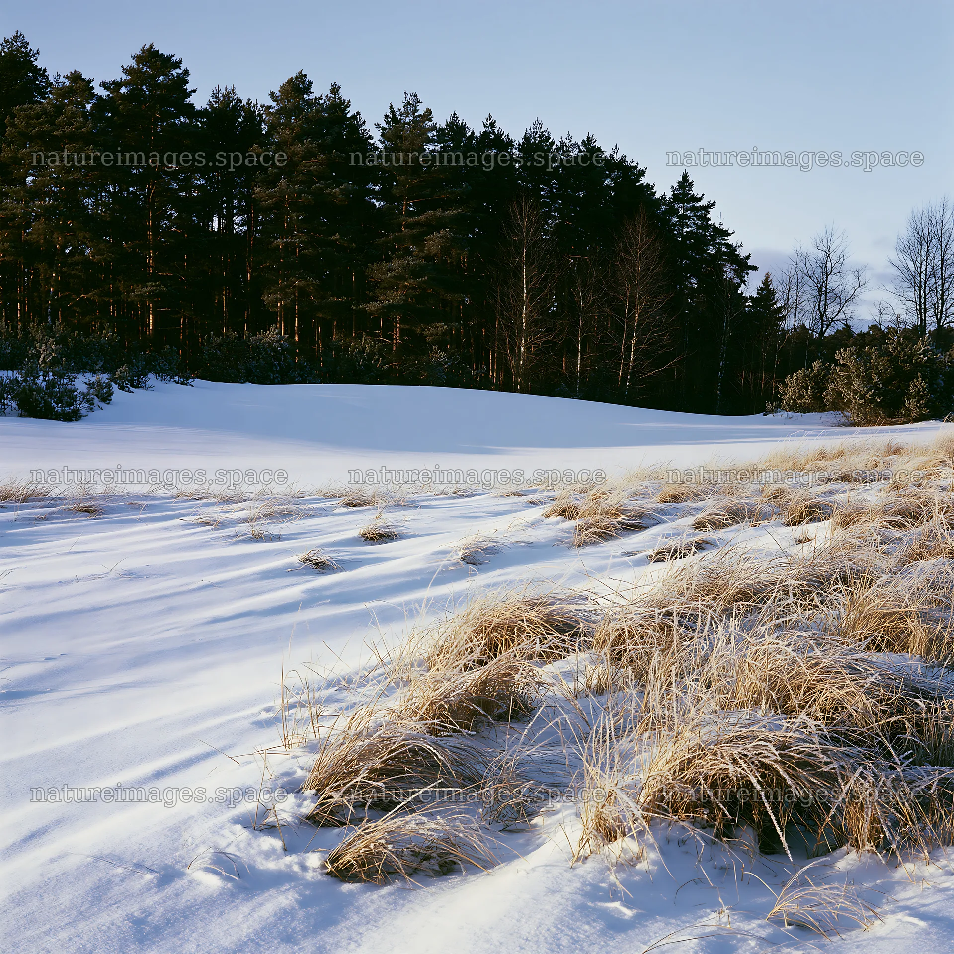 Dune meadow snow with grass and trees under clear sky – nature images 7938x7938