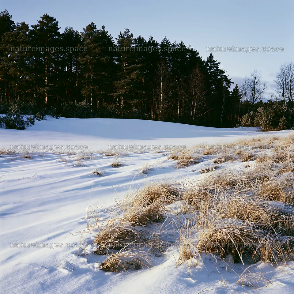 Dune meadow snow with grass and trees under clear sky – nature images 7938x7938
