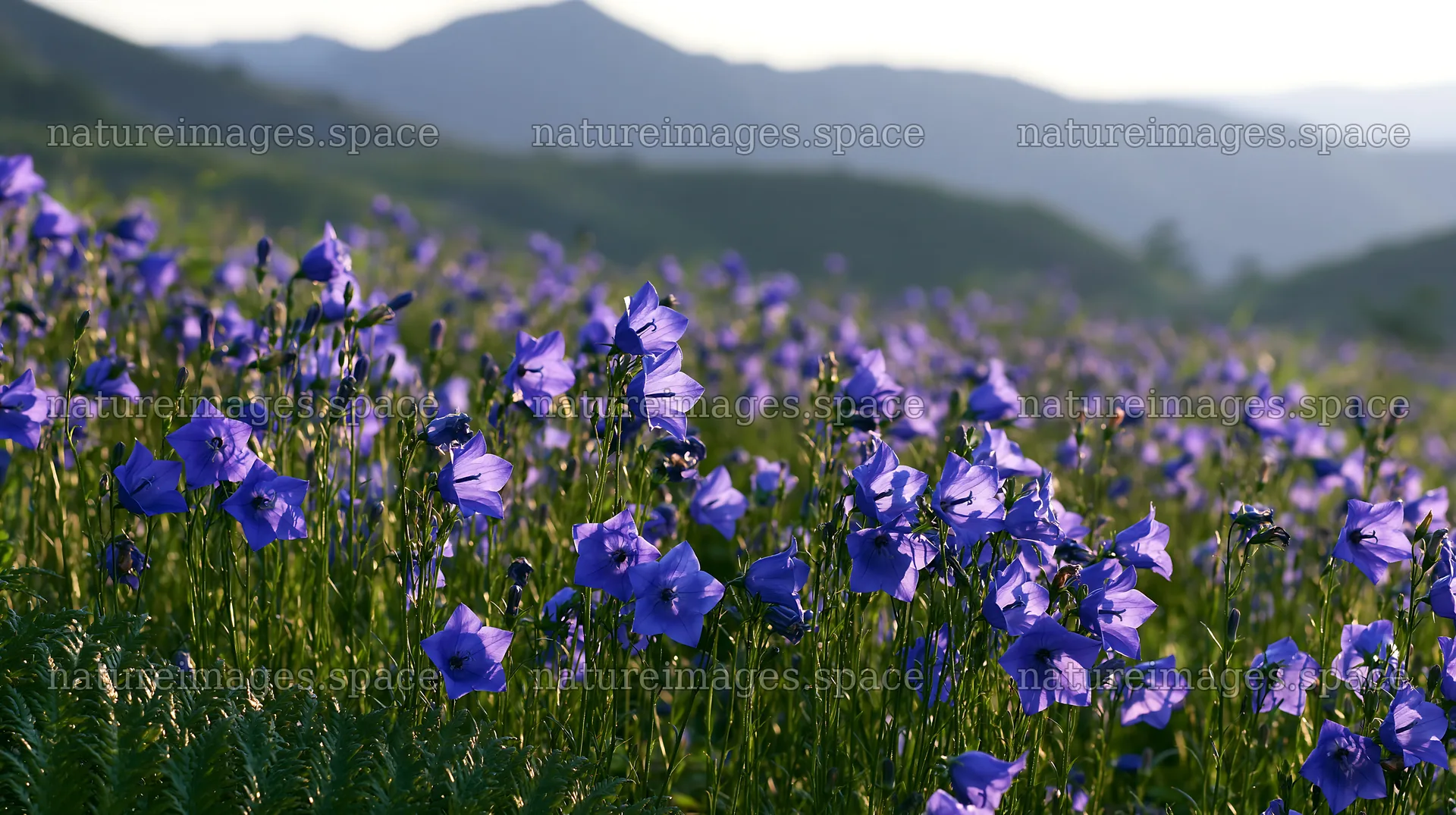 Tokushima mountain meadow fern frond foreground with purple flowers – nature images 10608x5938