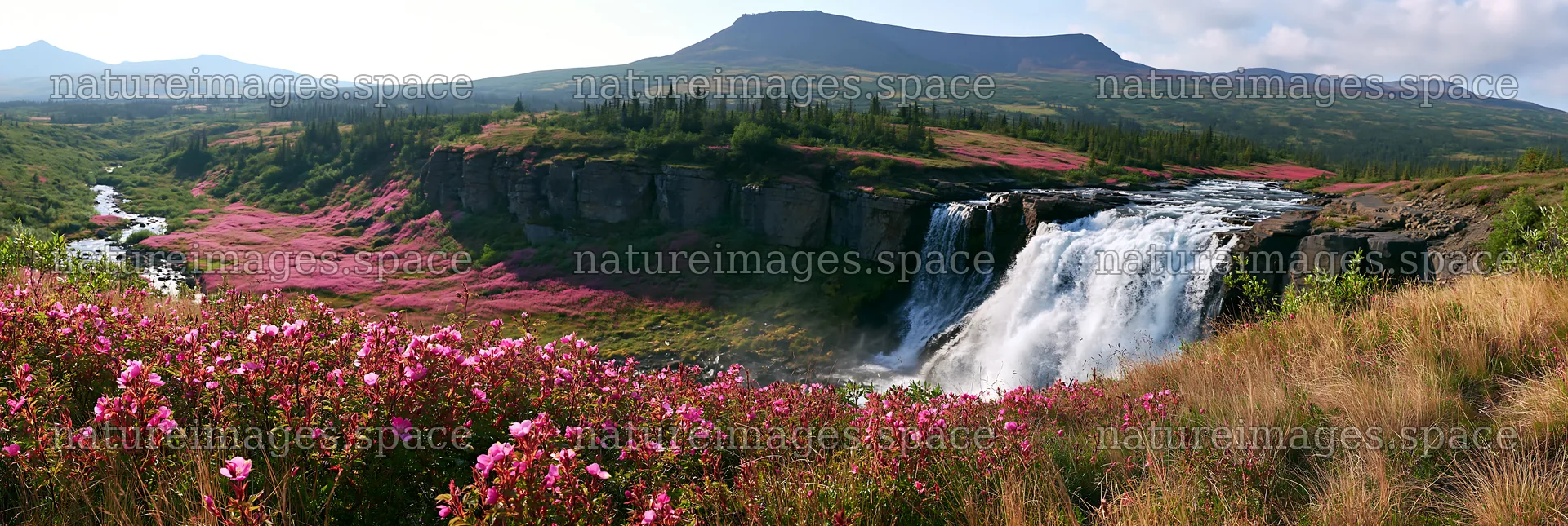 Wild rose waterfall in a meadow with flowing water – nature images 13690x4602