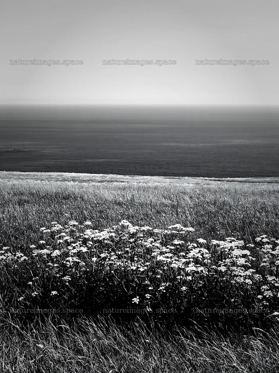 Sunny spring cow parsley meadow with sea view – nature images 6866x9174