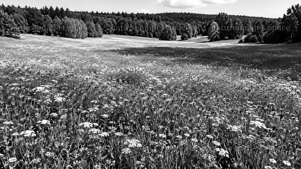 Black and White Meadow in a Forest Clearing – nature images 10324x5812