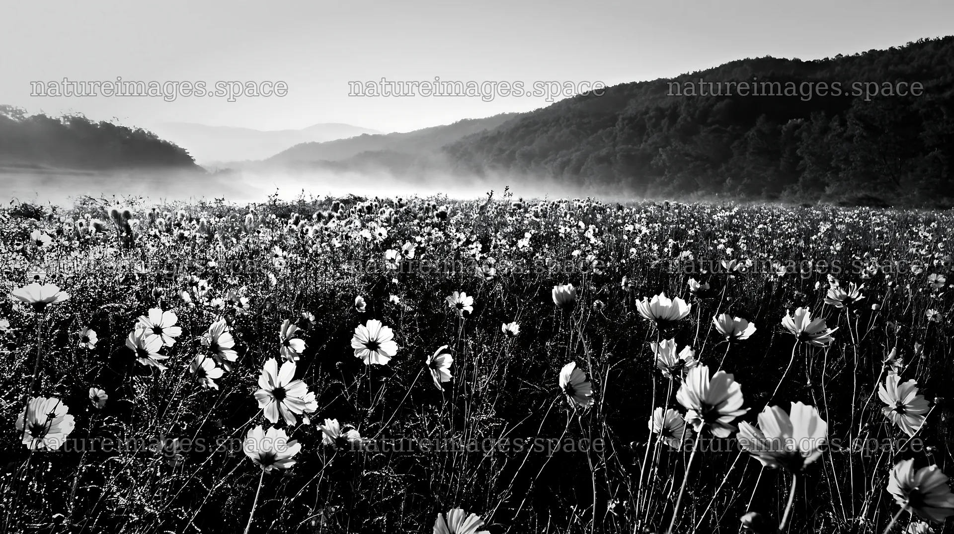 Colorful cosmos meadow in early morning light – nature images 10608x5938