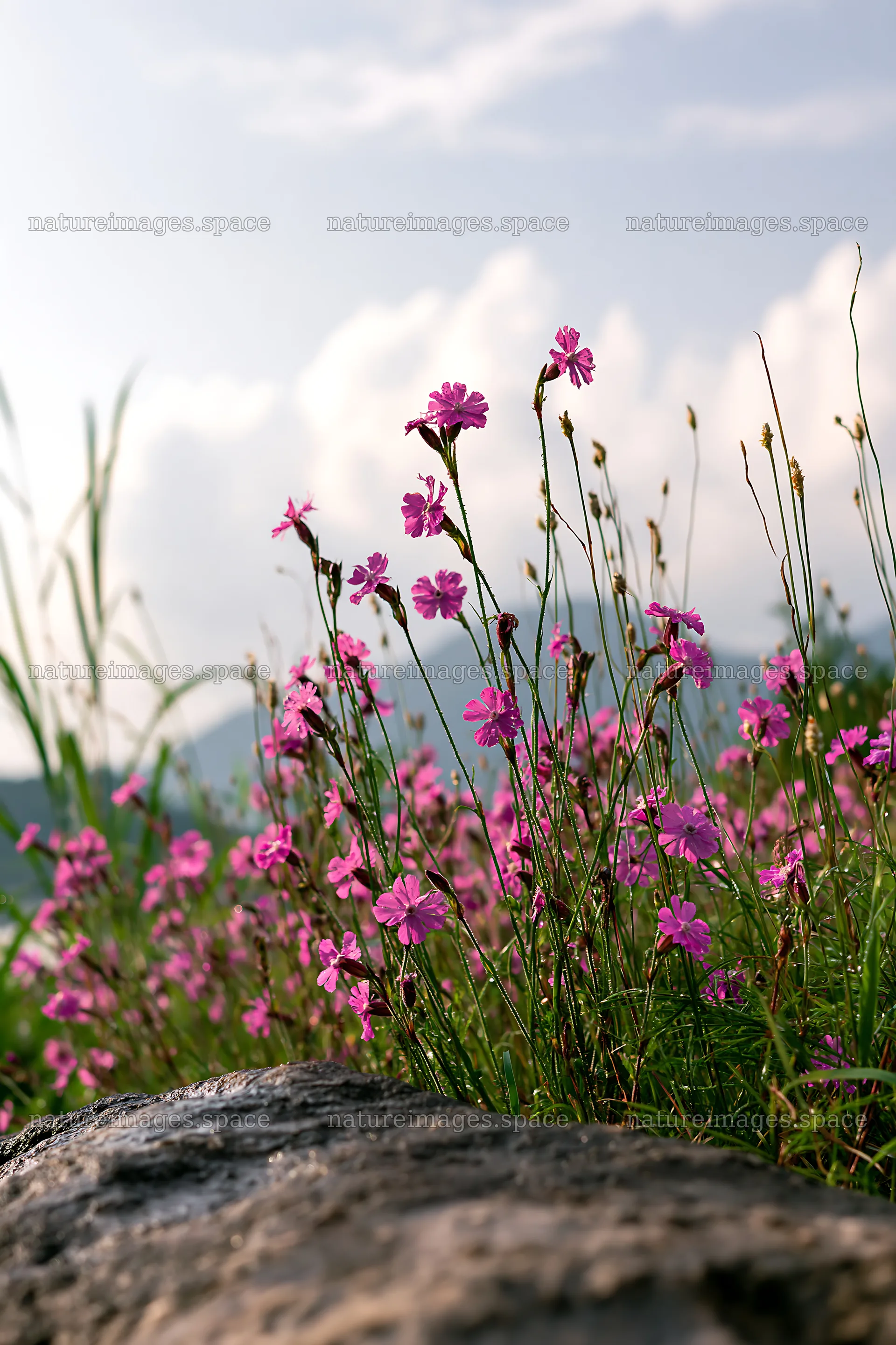 Hiroshima meadow with flowers and smooth rocks during rainy weather – nature images 6480x9722