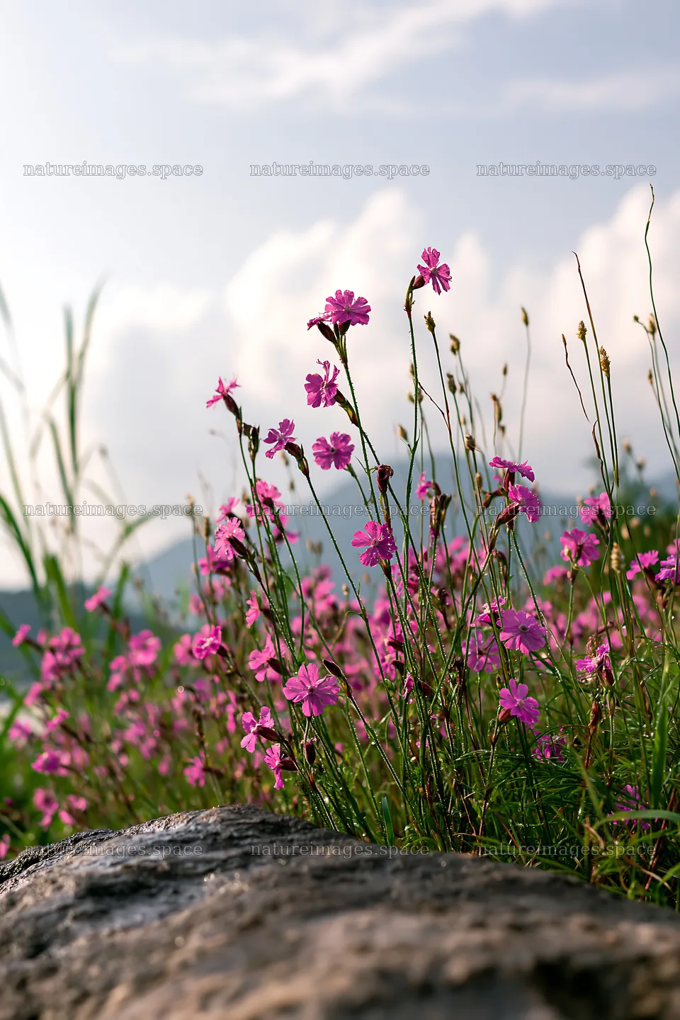 Hiroshima meadow with flowers and smooth rocks during rainy weather – nature images 6480x9722