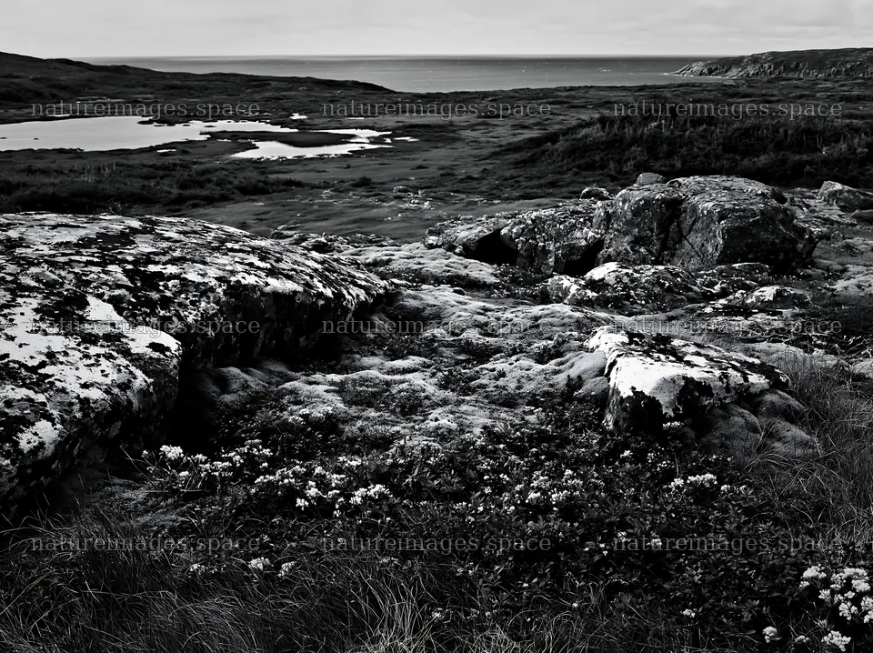 Mossy boulders and meadow by the sea – nature images 9174x6866