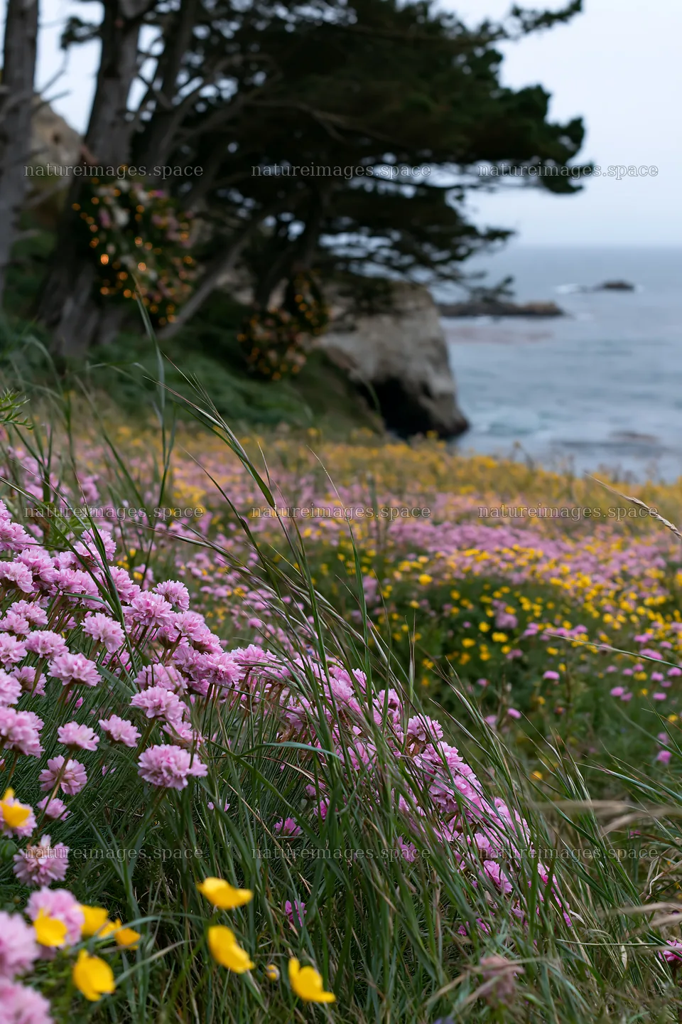 Christmas wreaths in meadow near cave by the ocean – nature images 6480x9722