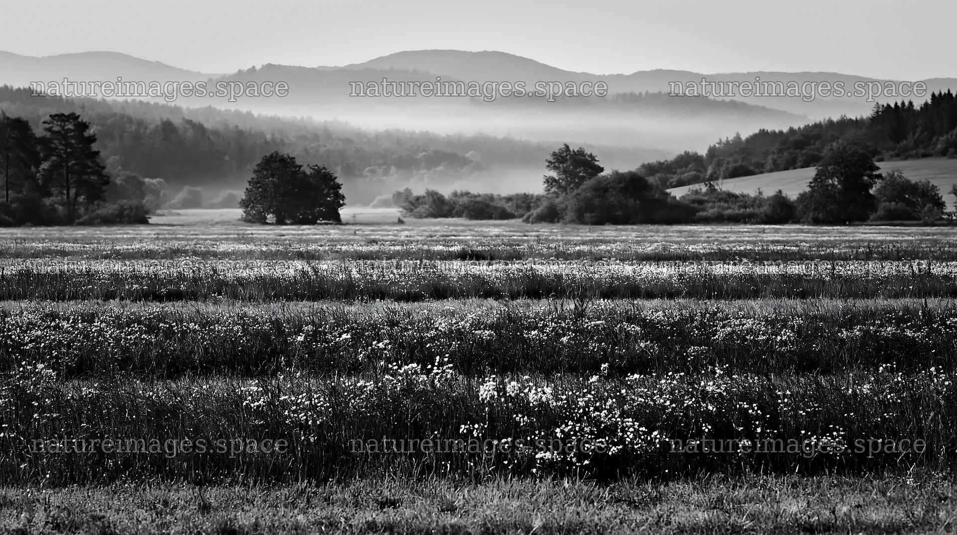 Hungarian meadow along wooded valley in black and white – nature images 10608x5938