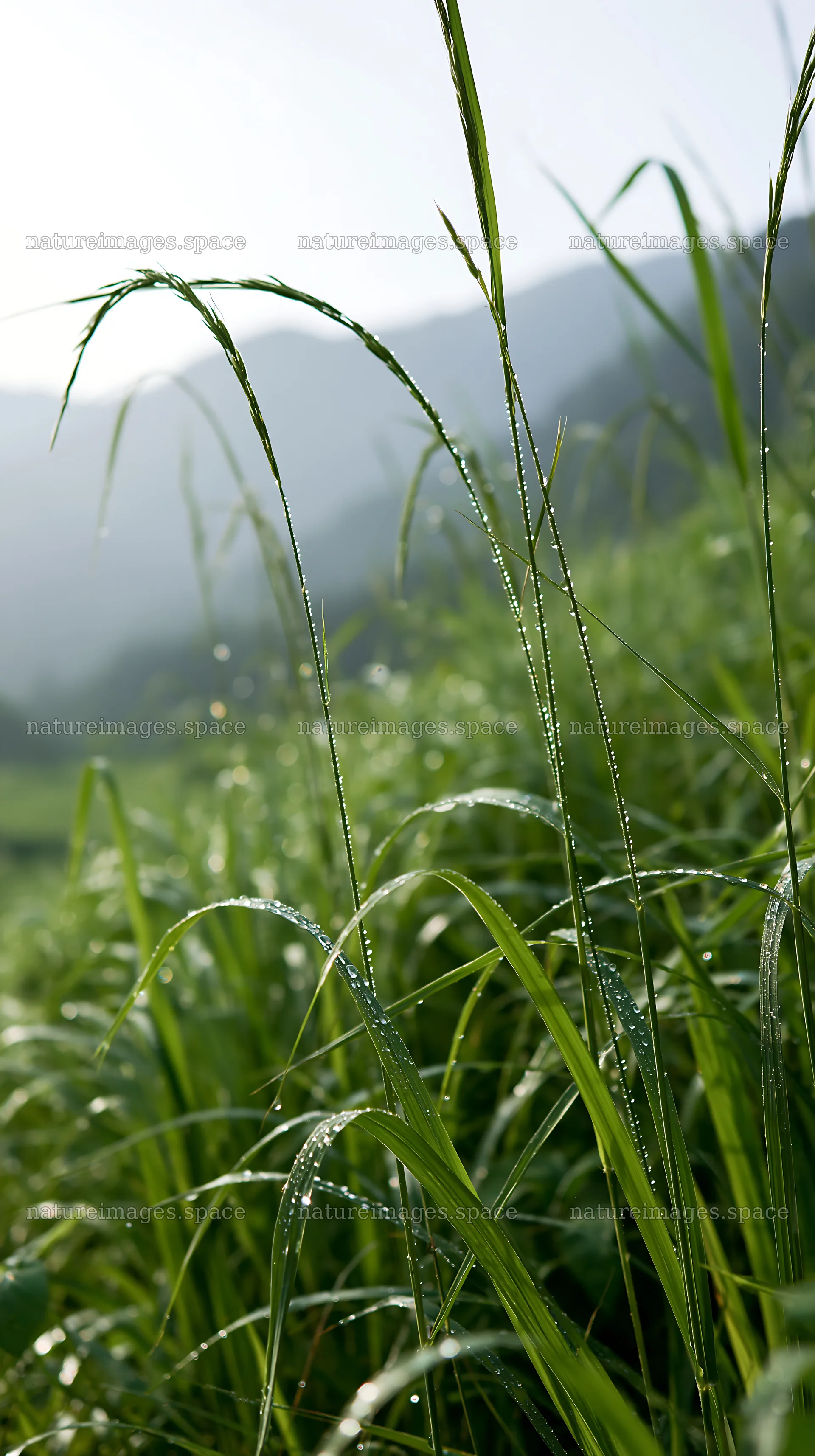 Fukui native grass meadow rain droplets capture light after rain – nature images 5938x10608