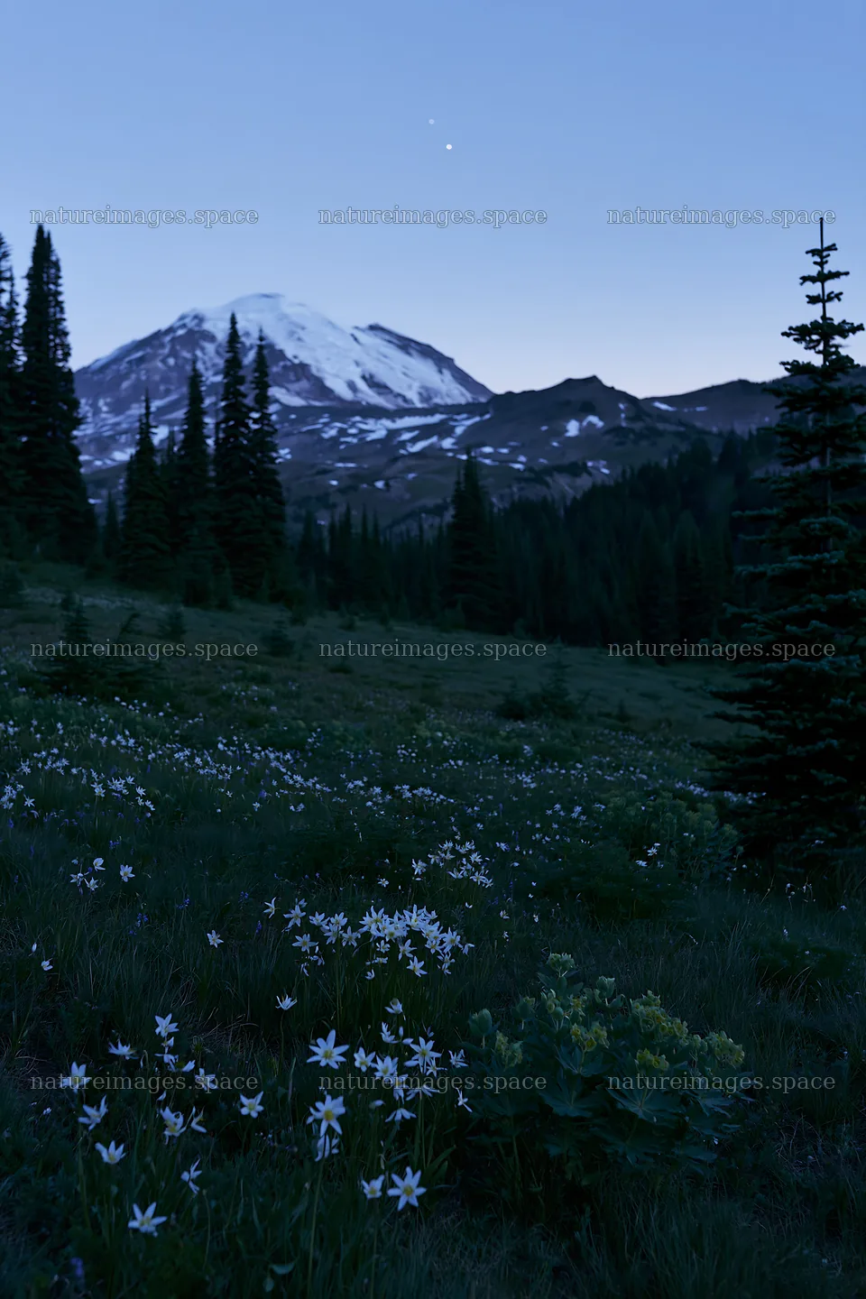 Mount Rainier wildflower meadow at sunrise – nature images 6480x9722