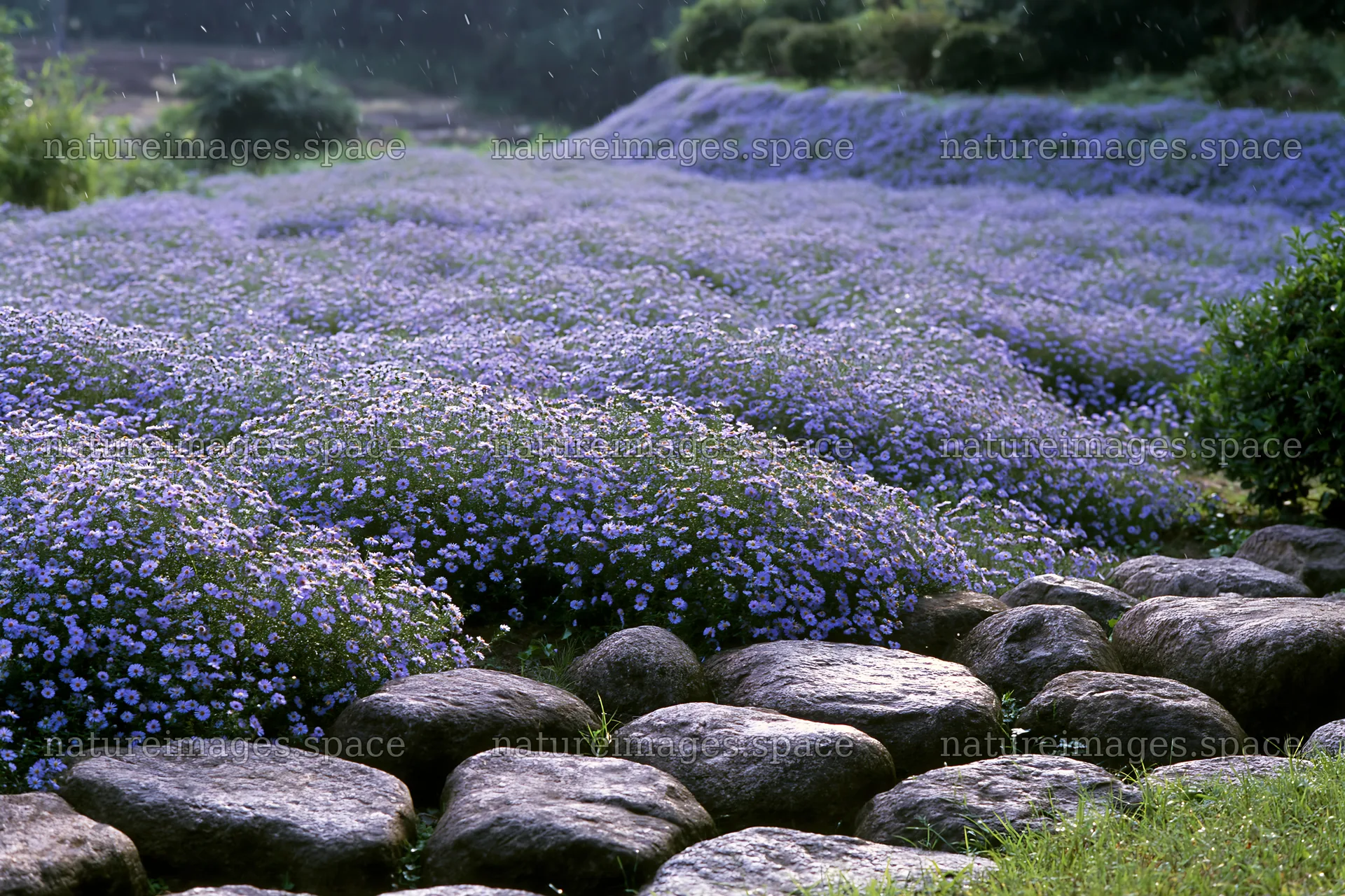 Hiroshima rainy meadow smooth rock foreground – nature images 9722x6480