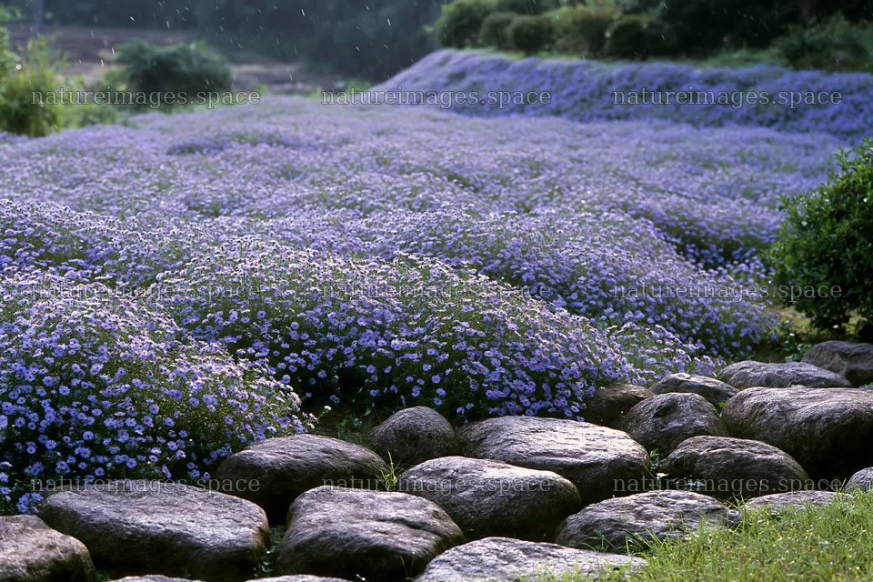 Hiroshima rainy meadow smooth rock foreground – nature images 9722x6480